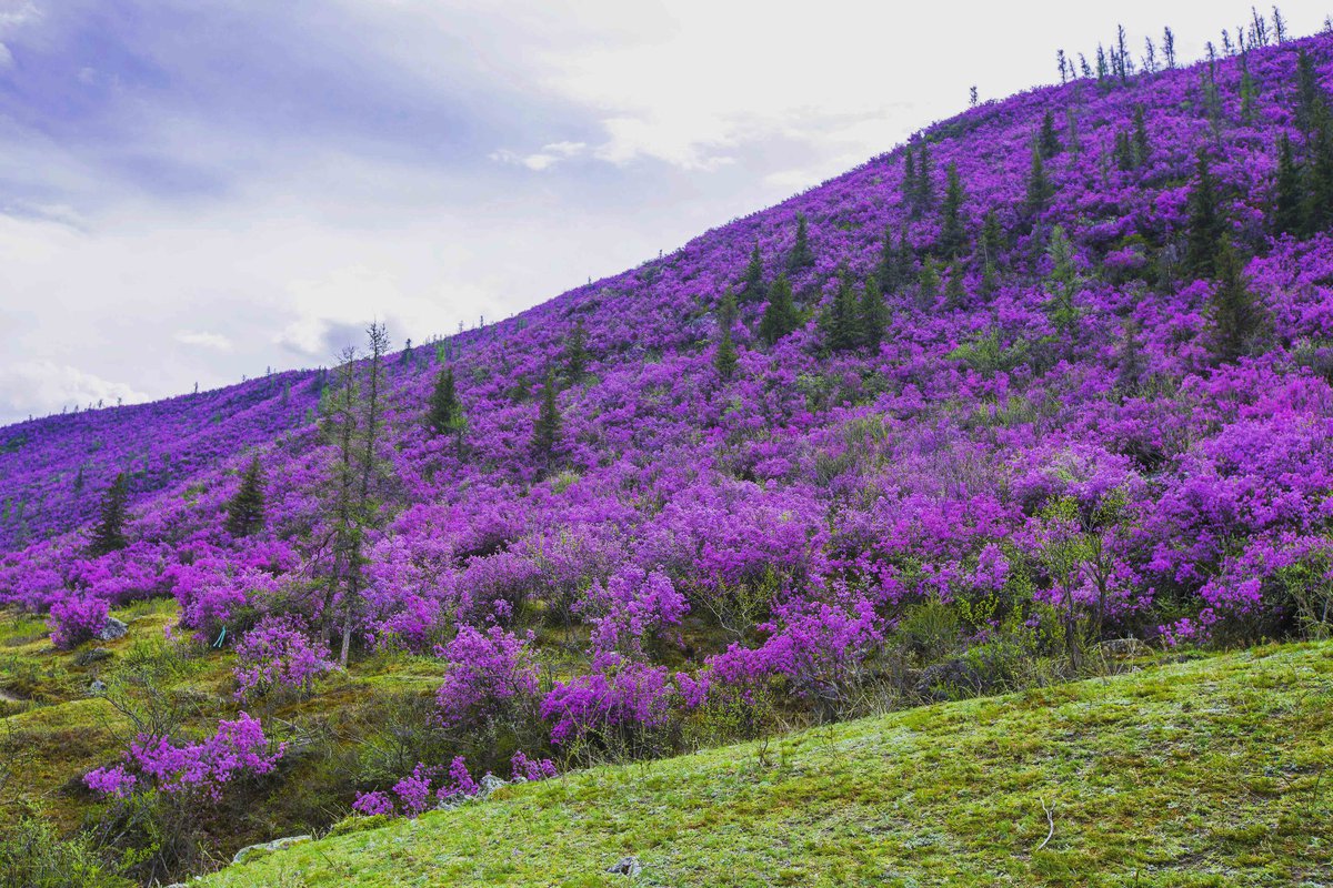 Цветение маральника горный Алтай
