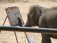 Таиланд. Шоу слонов