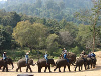Таиланд. Шоу слонов